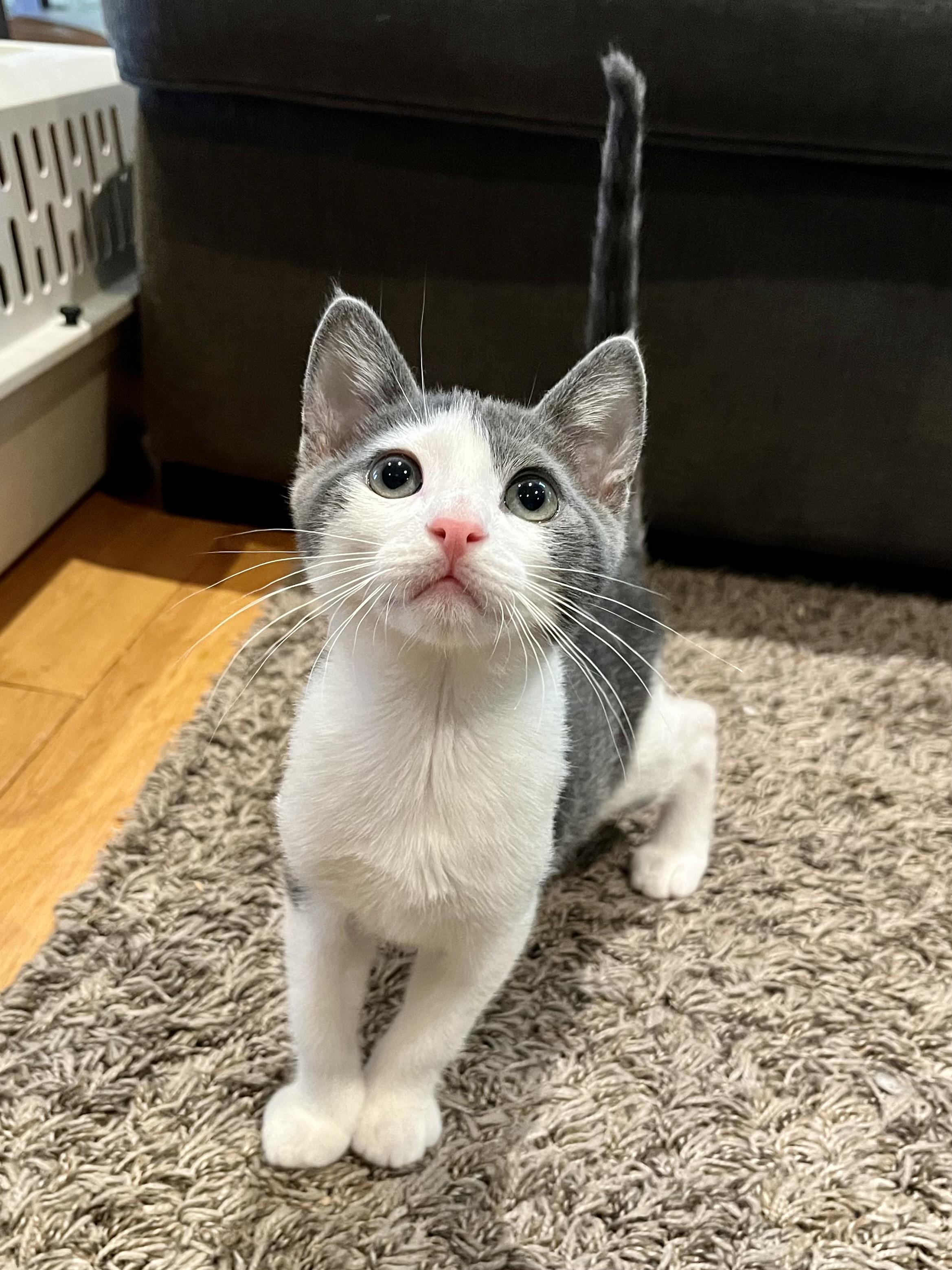 Enlarge Gus, a Adopted Domestic Short Hair in Long Beach, CA image 1/6