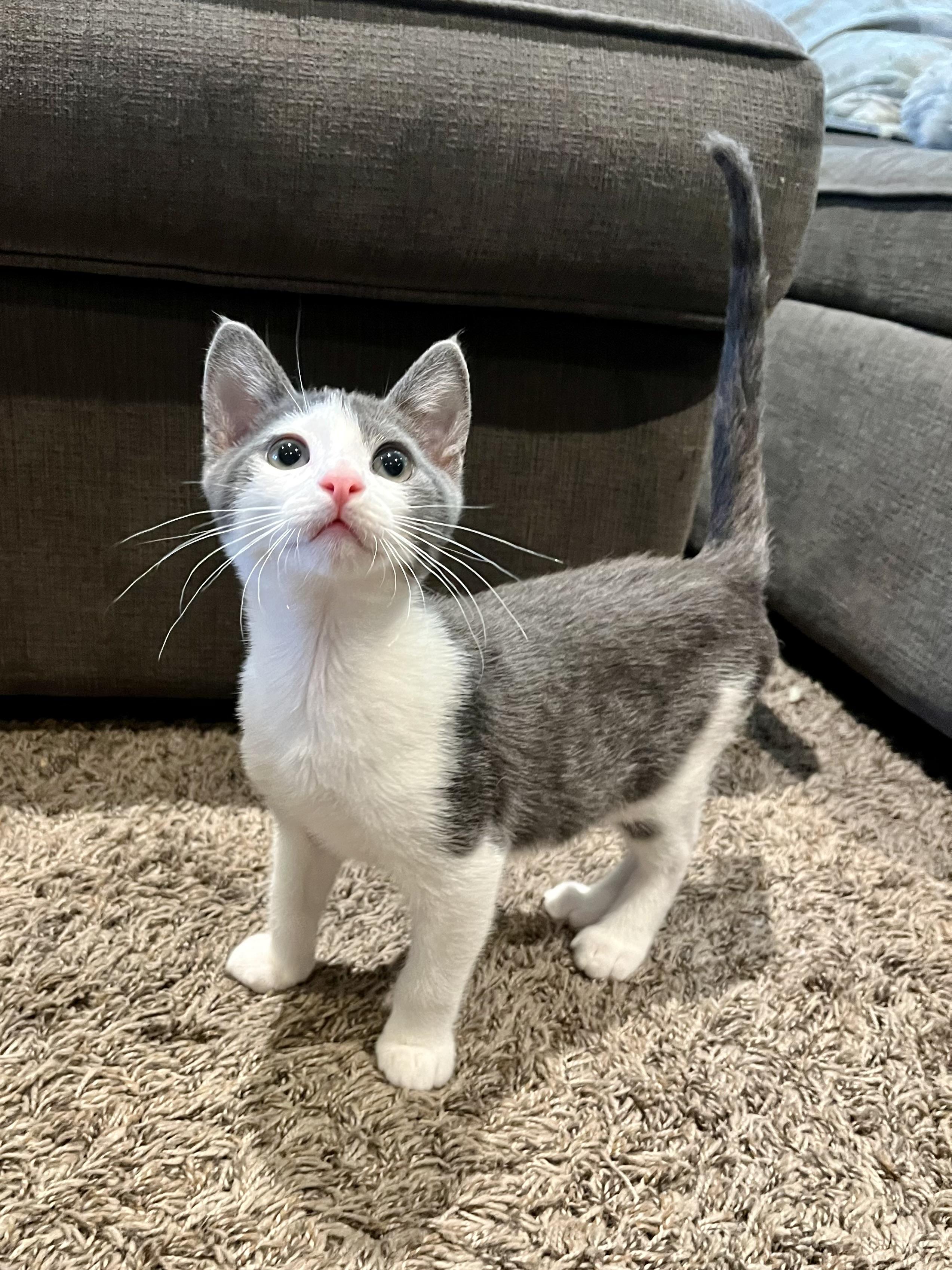 Enlarge Gus, a Adopted Domestic Short Hair in Long Beach, CA image 3/6