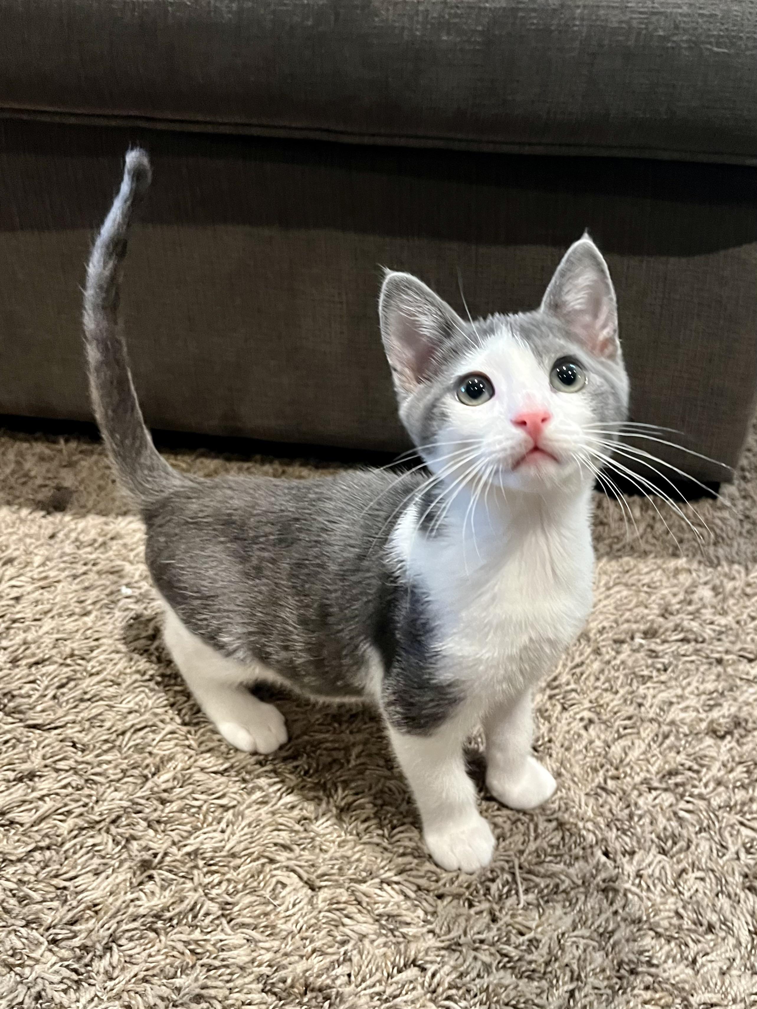 Enlarge Gus, a Adopted Domestic Short Hair in Long Beach, CA image 5/6
