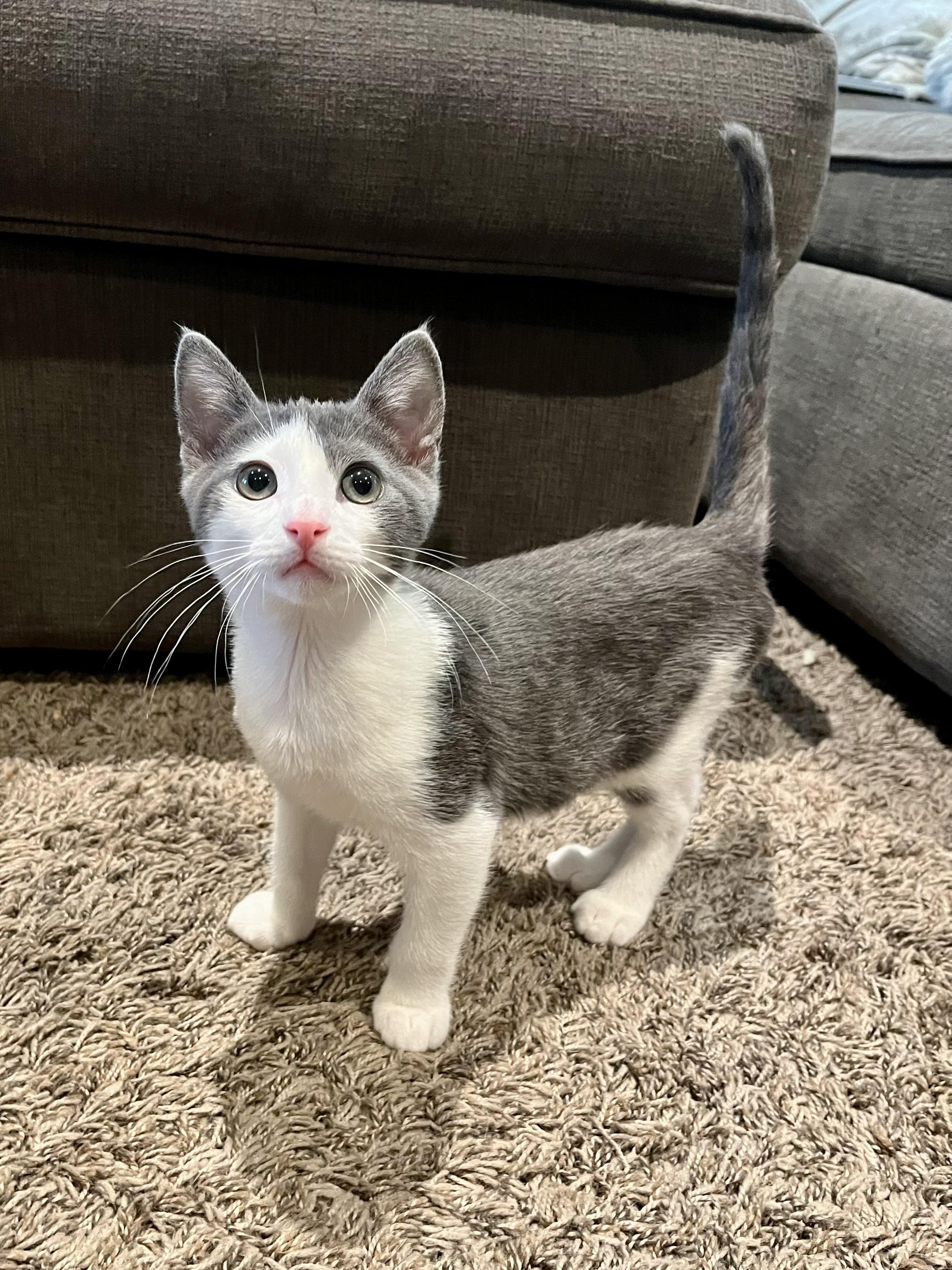 Enlarge Gus, a Adopted Domestic Short Hair in Long Beach, CA image 6/6