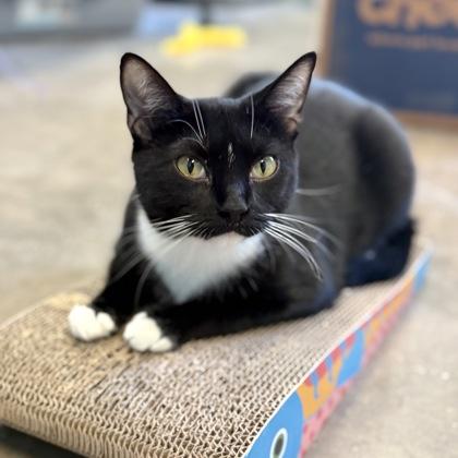 Enlarge MISS POTTS, a Adoptable Domestic Short Hair in Fernandina Beach, FL image 1/3