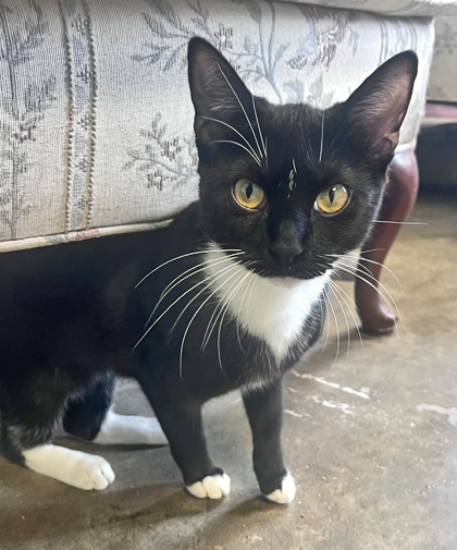 Enlarge MISS POTTS, a Adoptable Domestic Short Hair in Fernandina Beach, FL image 2/3