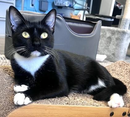 Enlarge MISS POTTS, a Adoptable Domestic Short Hair in Fernandina Beach, FL image 3/3