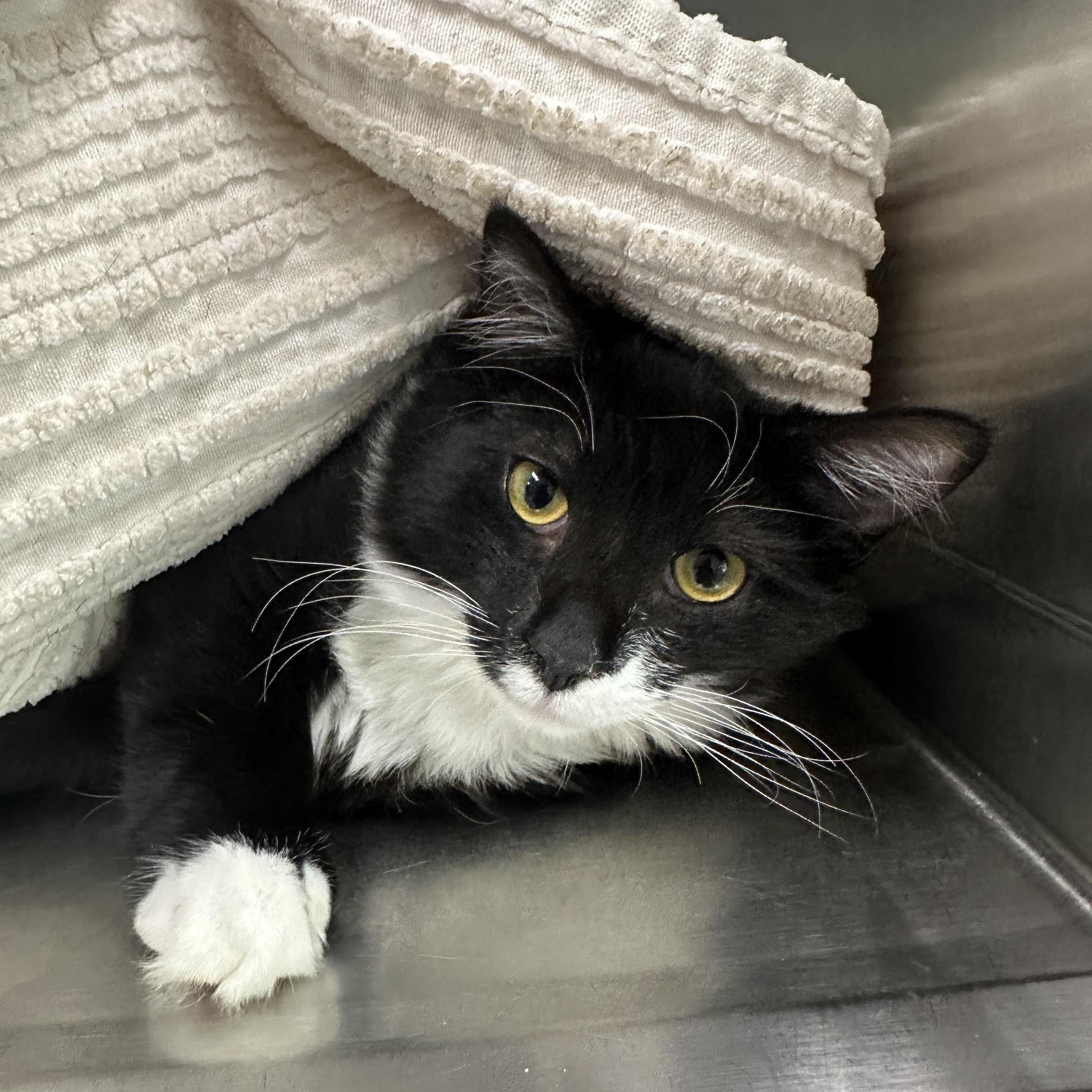 Enlarge Critter, a Adoptable Domestic Medium Hair in Medford, OR image 1/2