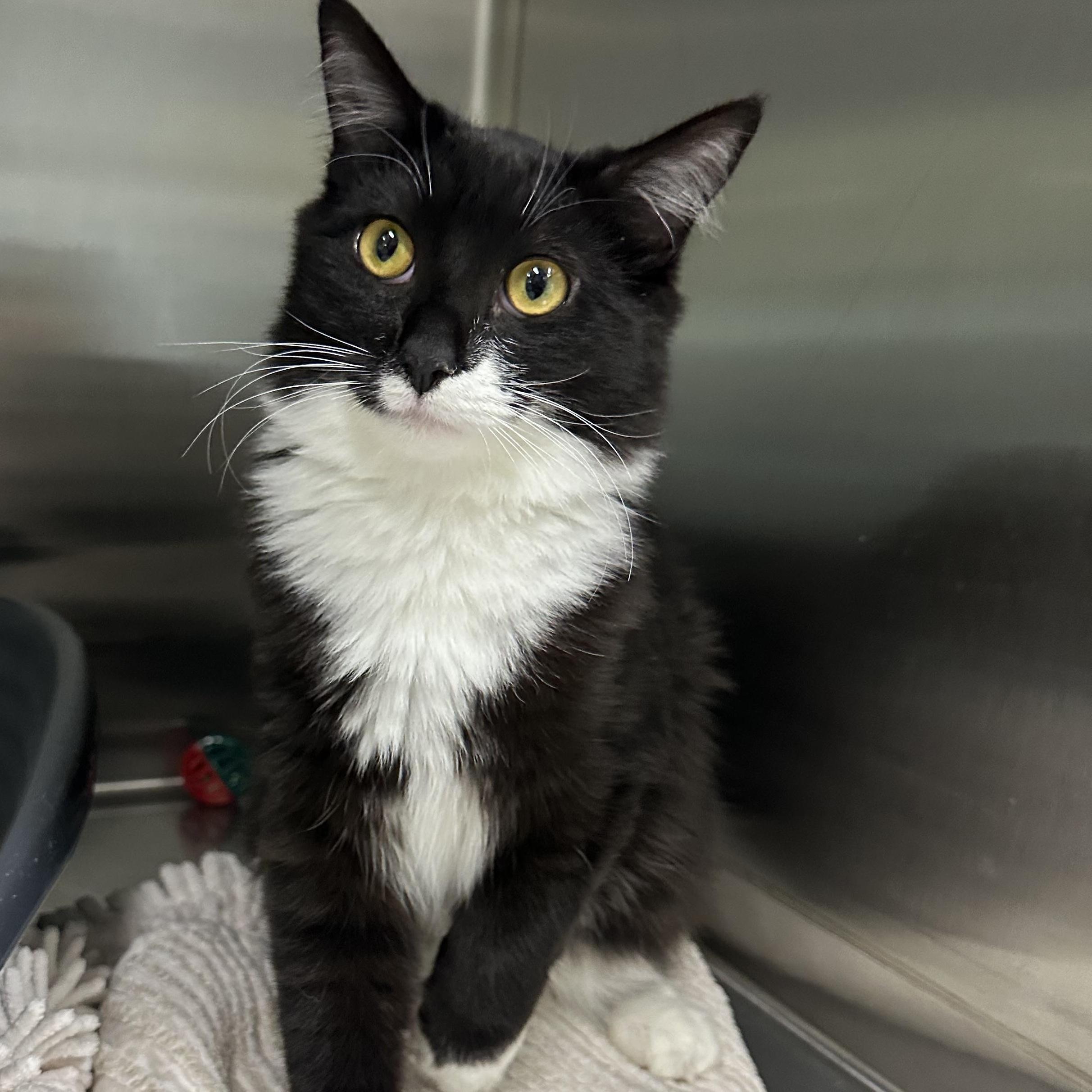 Enlarge Critter, a Adoptable Domestic Medium Hair in Medford, OR image 2/2