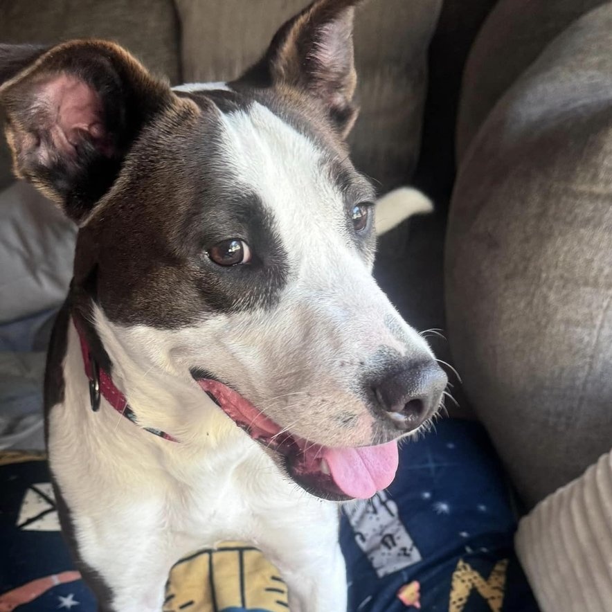 Quinn - FOSTER NEEDED!!!, a Adoptable mixed breed in Minneapolis, MN image 2/6