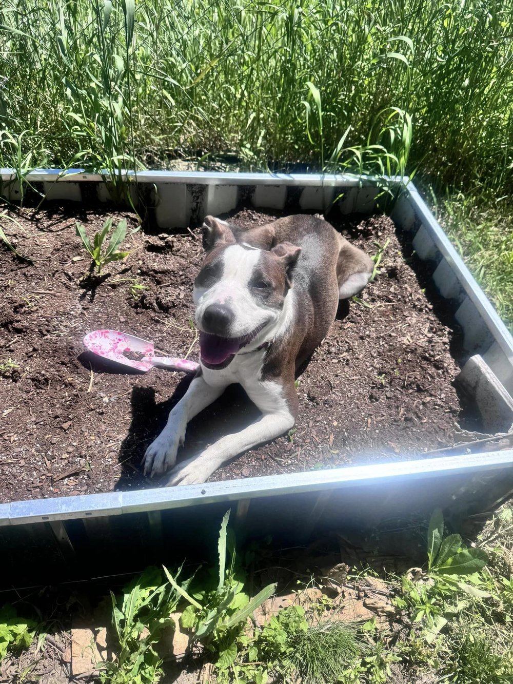 Quinn - FOSTER NEEDED!!!, a Adoptable mixed breed in Minneapolis, MN image 4/6