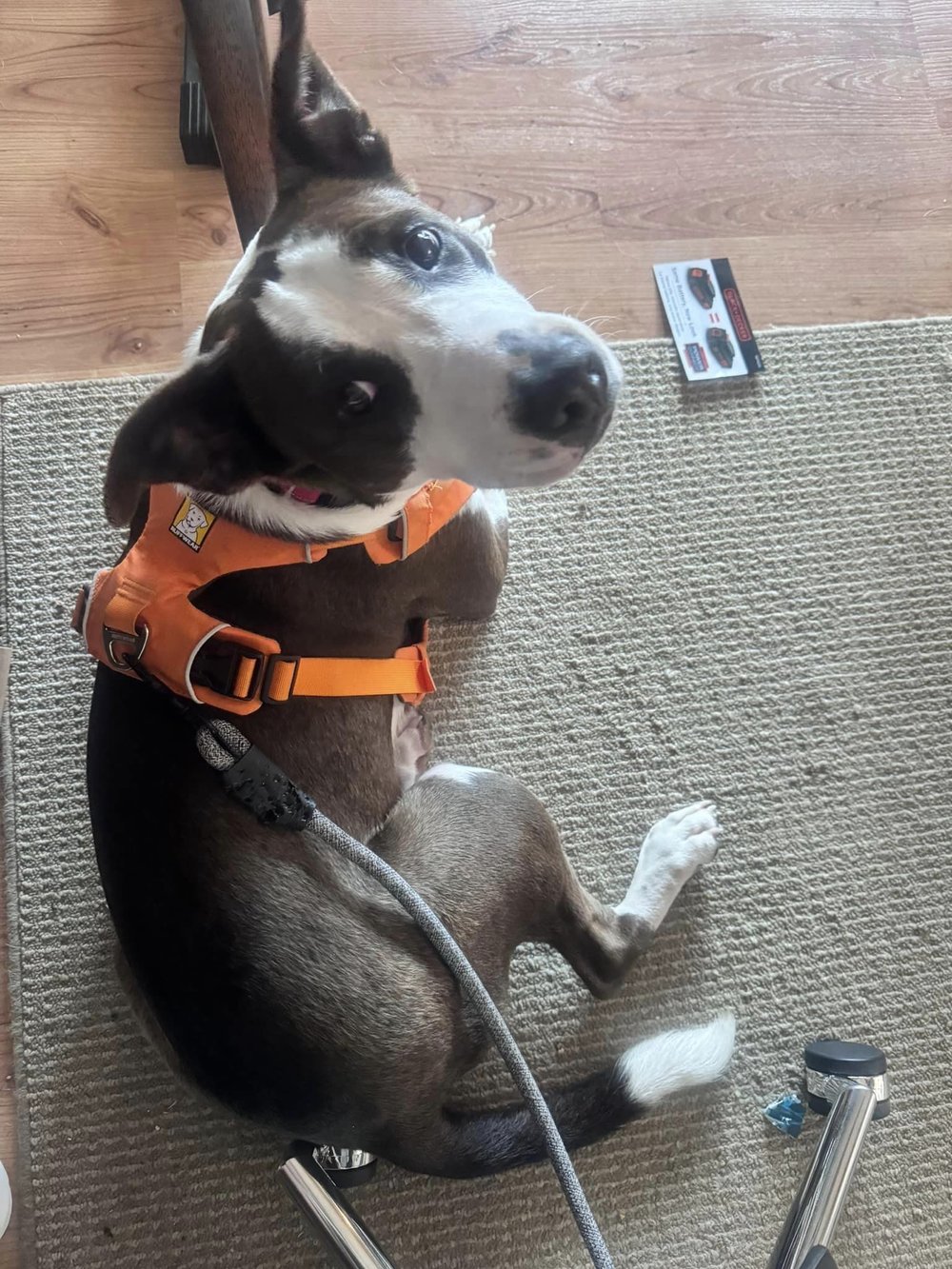 Quinn - FOSTER NEEDED!!!, a Adoptable mixed breed in Minneapolis, MN image 6/6