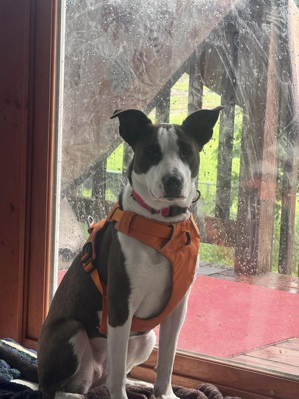 Quinn - FOSTER NEEDED!!!, a Adoptable mixed breed in Minneapolis, MN image 3/6