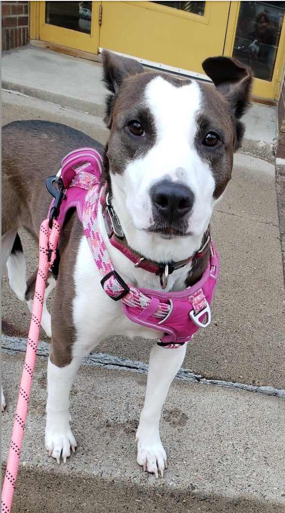 Quinn - FOSTER NEEDED!!!, a Adoptable mixed breed in Minneapolis, MN image 1/6