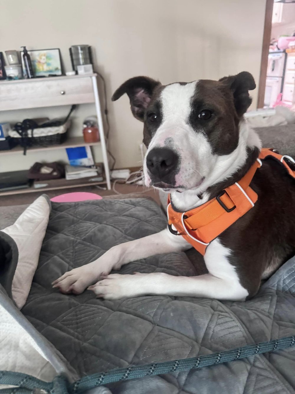 Quinn - FOSTER NEEDED!!!, a Adoptable mixed breed in Minneapolis, MN image 5/6