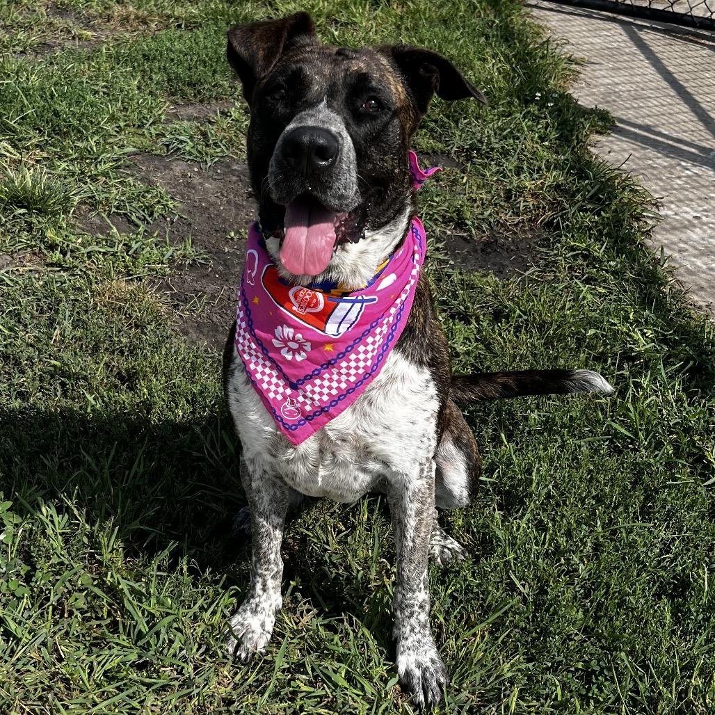 Scarlet, Adoptable, Adult Female Australian Cattle Dog / Blue Heeler & Mixed Breed.