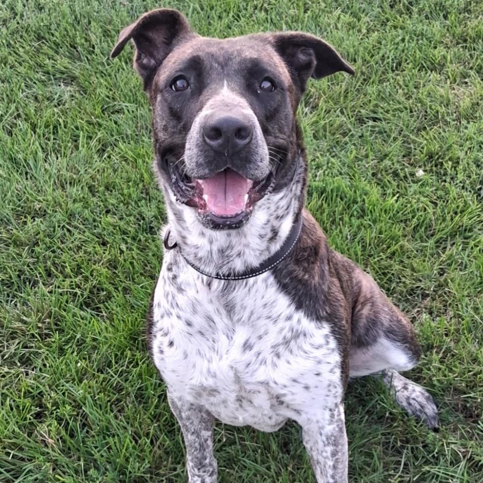 Scarlet, Adoptable, Adult Female Australian Cattle Dog / Blue Heeler & Mixed Breed.