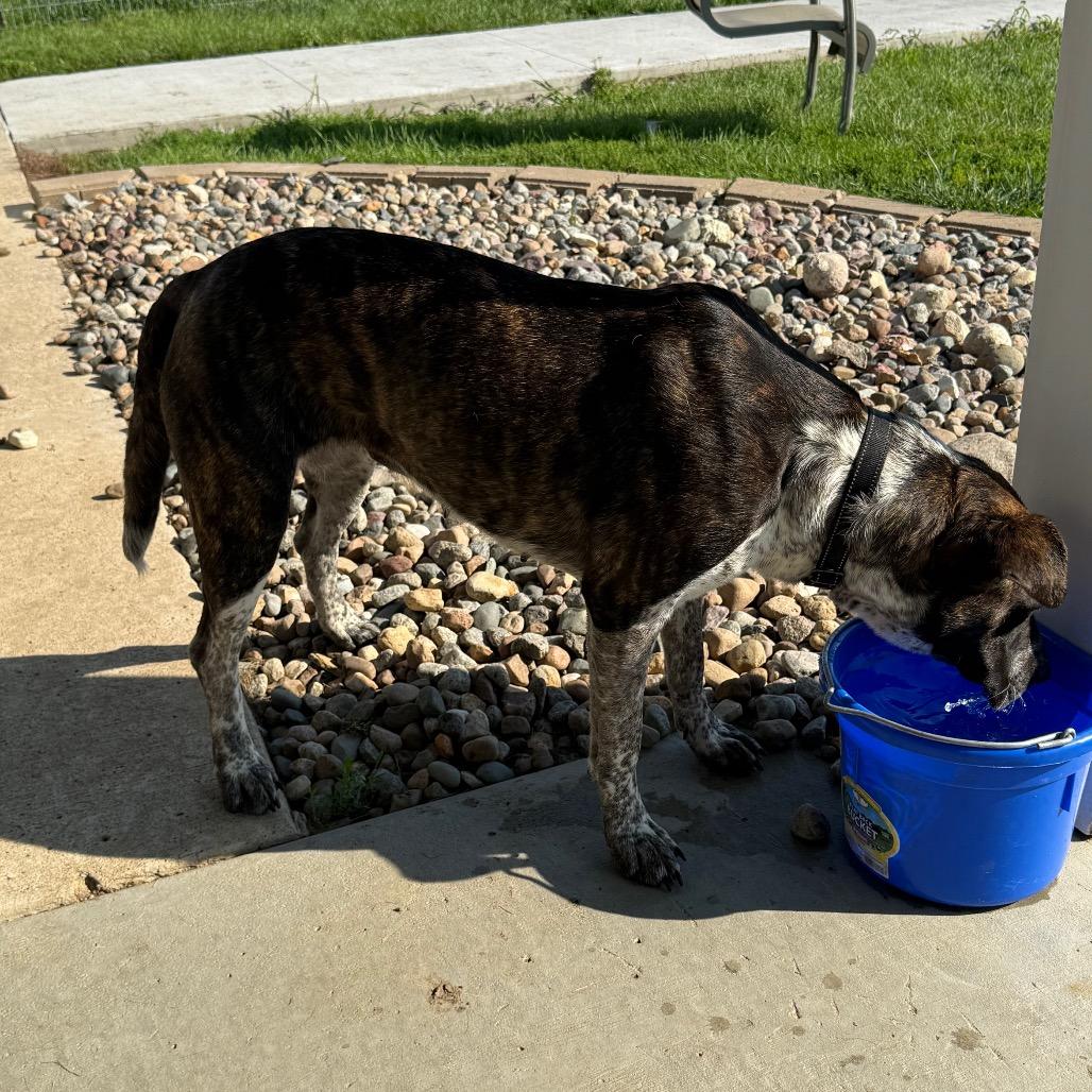 Enlarge Scarlet, a Adoptable mixed breed in Carroll, IA image 2/6