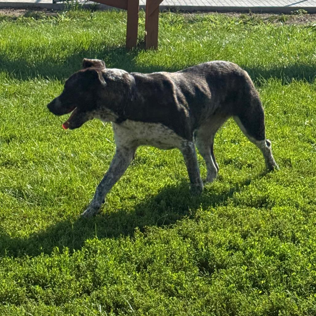 Enlarge Scarlet, a Adoptable mixed breed in Carroll, IA image 3/6