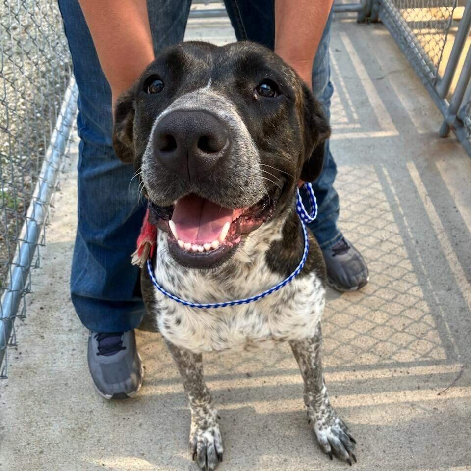 Enlarge Scarlet, a Adoptable mixed breed in Carroll, IA image 4/6