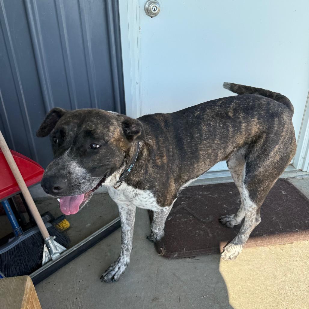 Enlarge Scarlet, a Adoptable mixed breed in Carroll, IA image 6/6