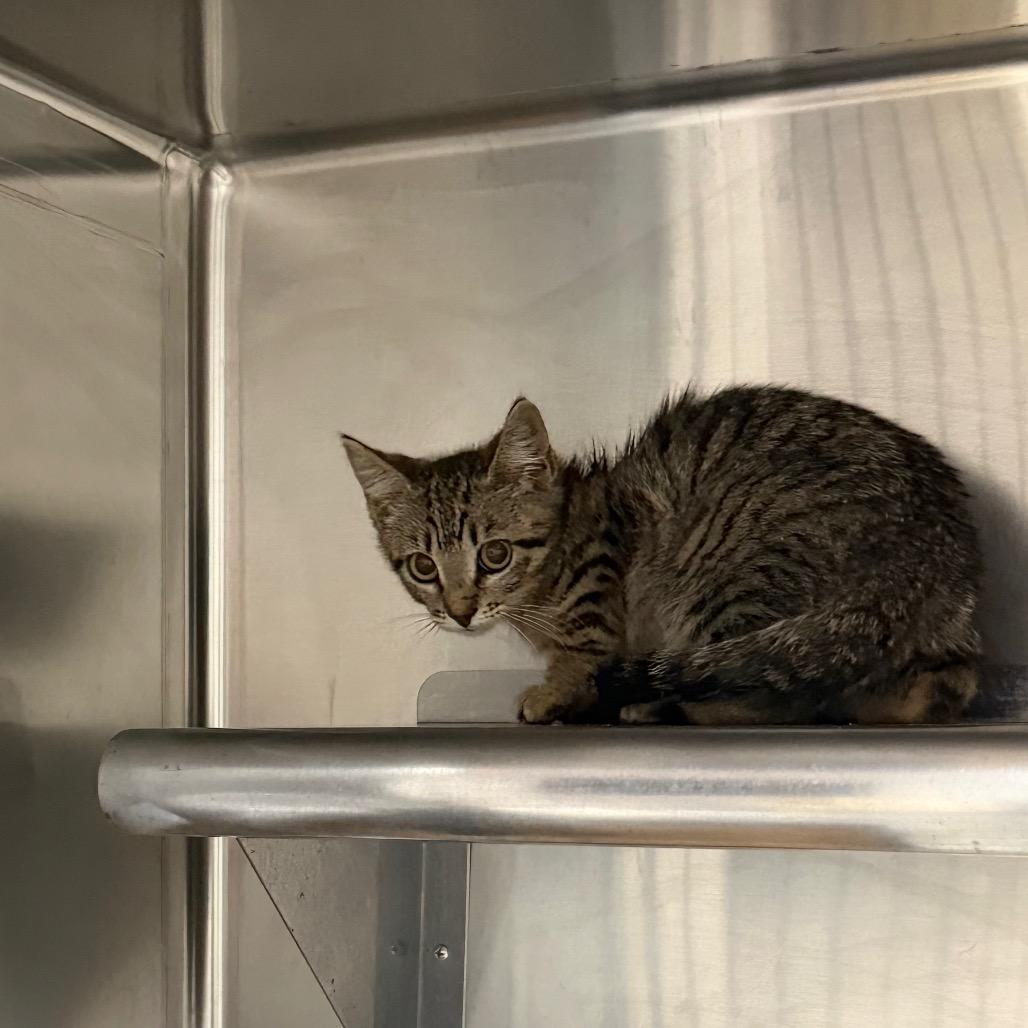 Ash, Adoptable, Kitten Female Domestic Short Hair.