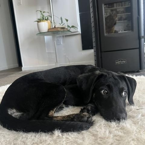Enlarge Eli RR is No Longer Accepting Applications, a Adoptable mixed breed in Belfast, ME image 5/6