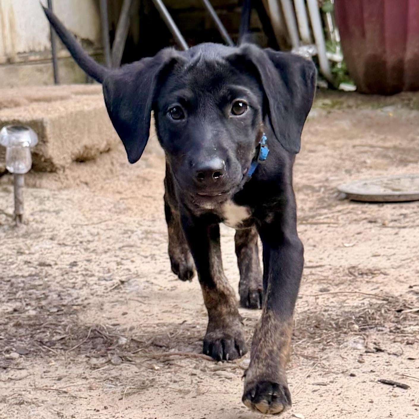 Enlarge Eli RR, a ADOPTABLE mixed breed in South Portland, ME image 3/3