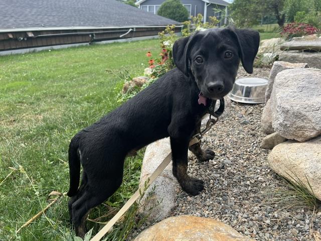 Enlarge Eli RR is No Longer Accepting Applications, a Adoptable mixed breed in Belfast, ME image 6/6
