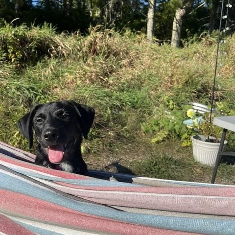 Eli RR is No Longer Accepting Applications, Adoptable, Puppy Male Mixed Breed.