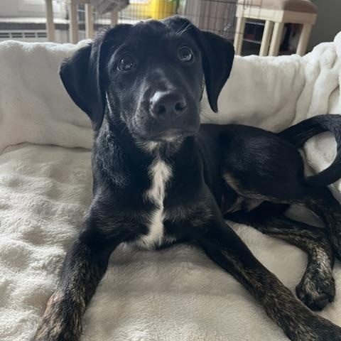 Enlarge Eli RR is No Longer Accepting Applications, a Adoptable mixed breed in Belfast, ME image 2/6