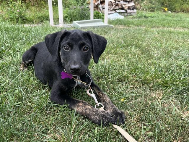 Enlarge Eli RR is No Longer Accepting Applications, a Adoptable mixed breed in Belfast, ME image 3/6