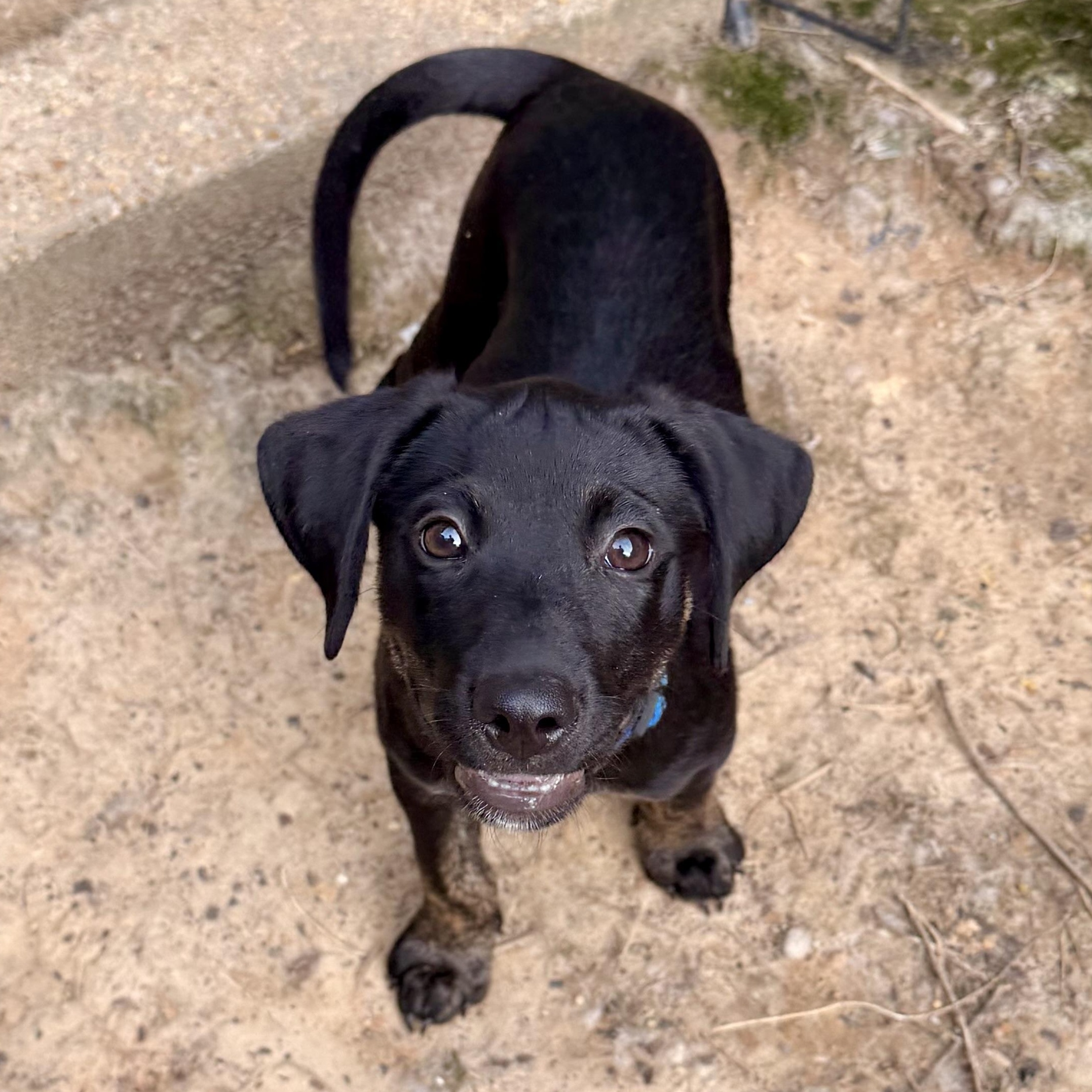 Enlarge Eli RR, a ADOPTABLE mixed breed in South Portland, ME image 2/3
