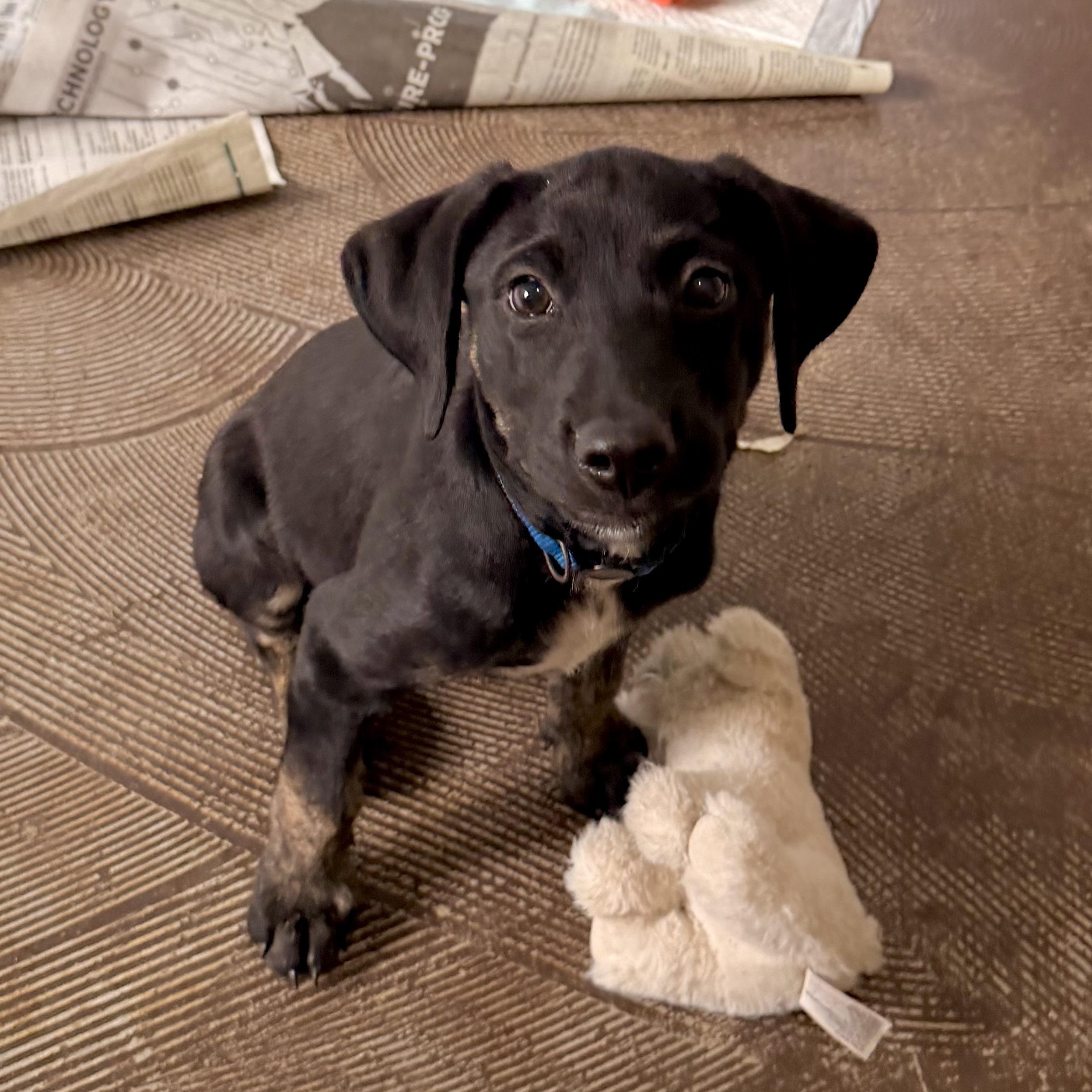 Enlarge Eli RR, a ADOPTABLE mixed breed in South Portland, ME image 1/3