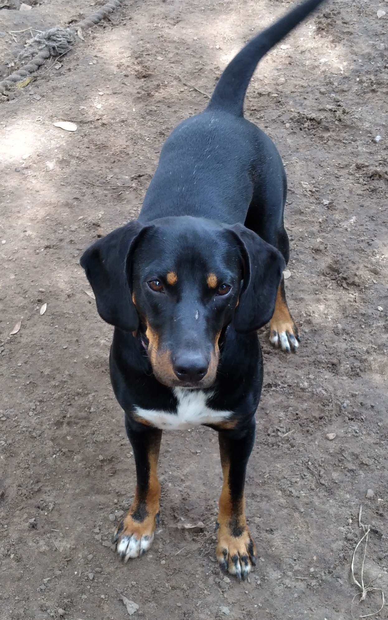 Enlarge Gunner from TEXAS, a Adoptable mixed breed in Wytheville, VA image 2/4