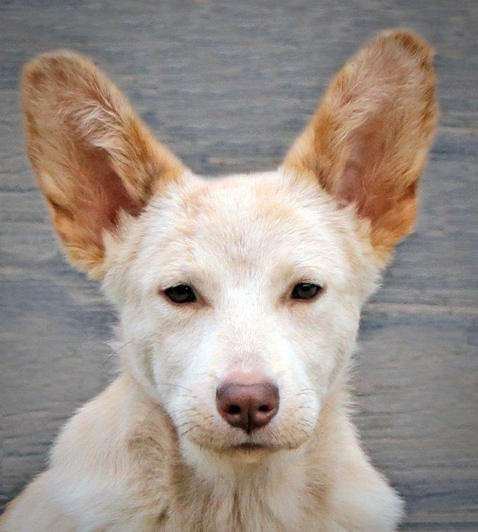 Enlarge Haley, a Adoptable White German Shepherd in Hoffman Estates, IL image 1/3