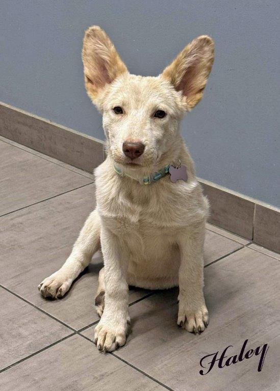 Enlarge Haley, a Adoptable White German Shepherd in Hoffman Estates, IL image 2/3