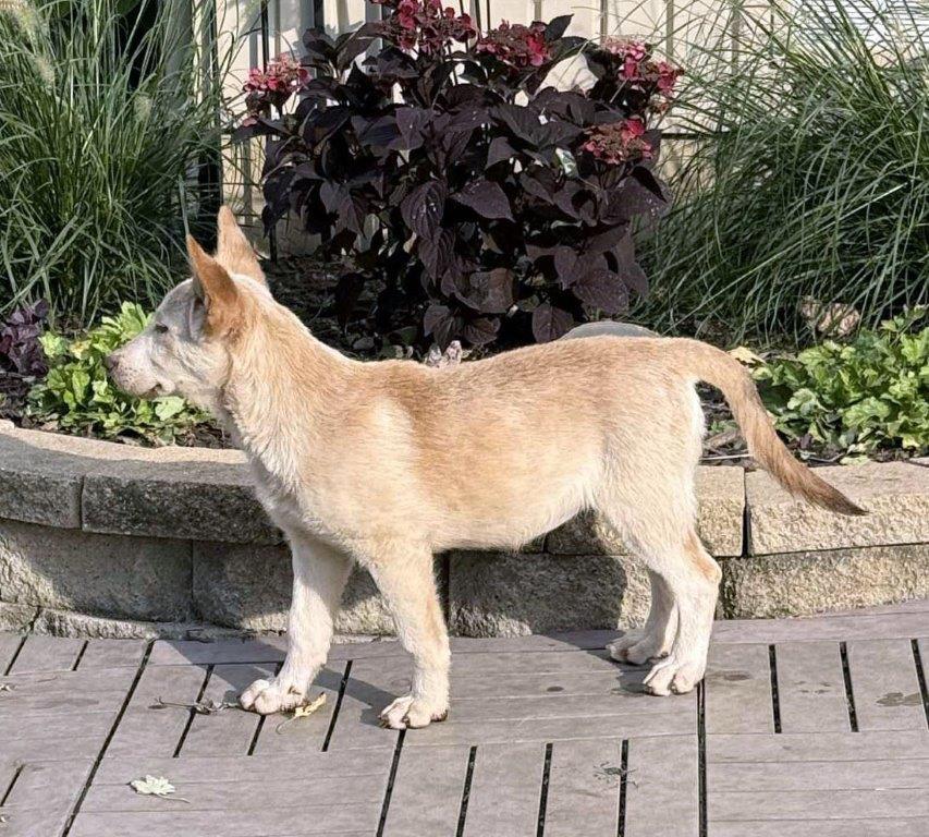 Enlarge Haley, a Adoptable White German Shepherd in Hoffman Estates, IL image 3/3