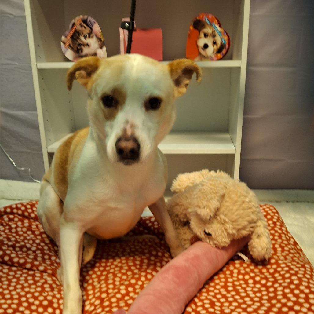 Pearl, Adoptable, Adult Female Anatolian Shepherd & Mixed Breed.