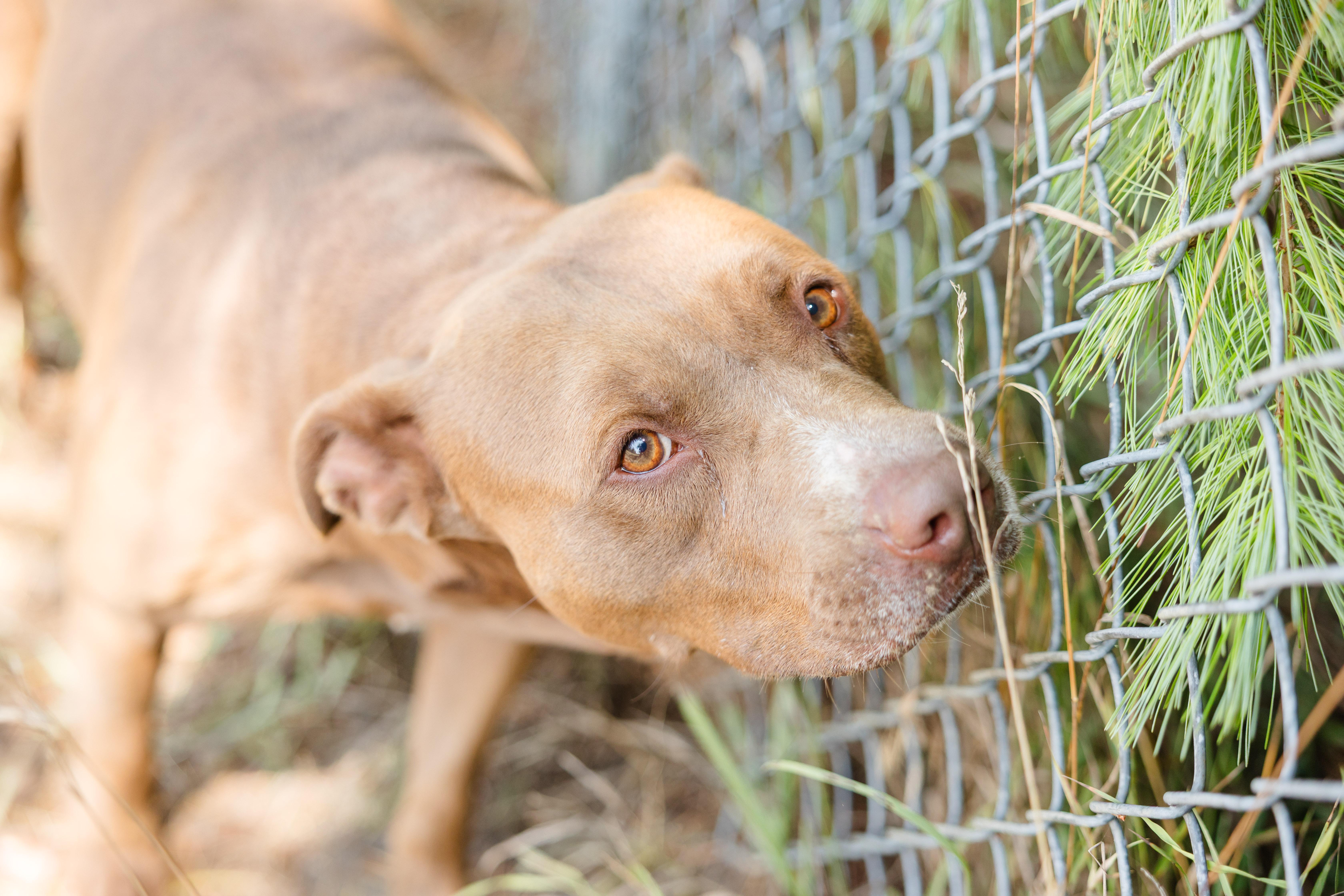Enlarge Graham, an adopted mixed breed in Newburgh, IN image 3/3