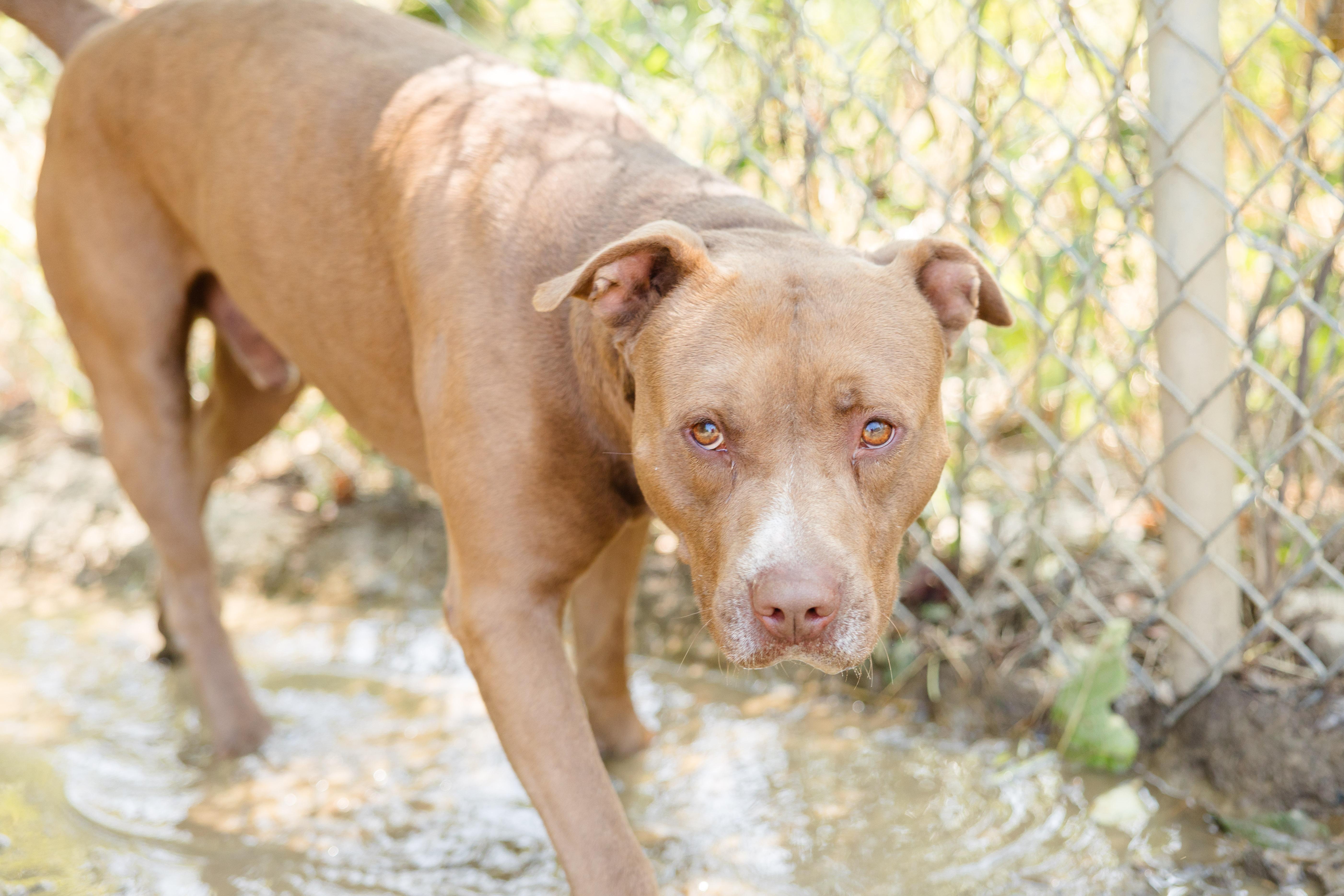 Enlarge Graham, an adopted mixed breed in Newburgh, IN image 2/3