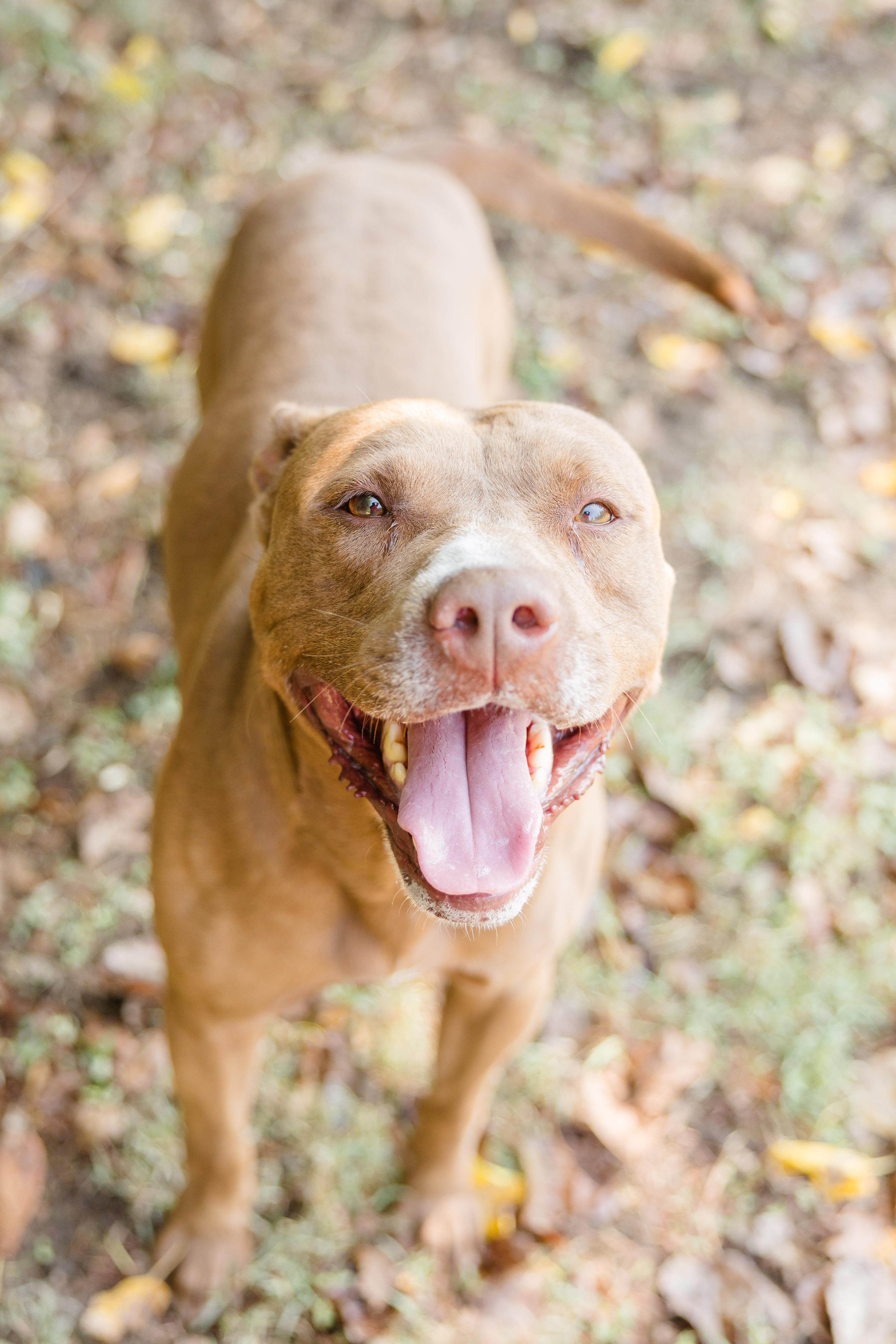 Graham, adopted, Adult Male Pit Bull Terrier.