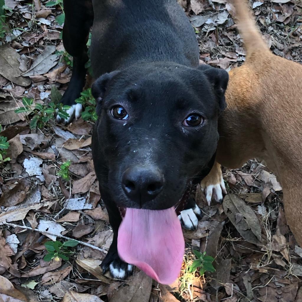 Enlarge Toes, a Adoptable Mixed Breed in Laurel, MS image 2/3