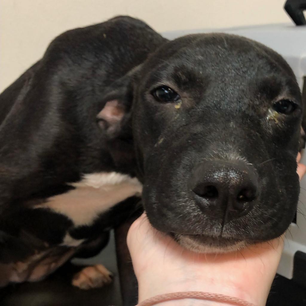 Enlarge Toes, a Adoptable Mixed Breed in Laurel, MS image 3/3