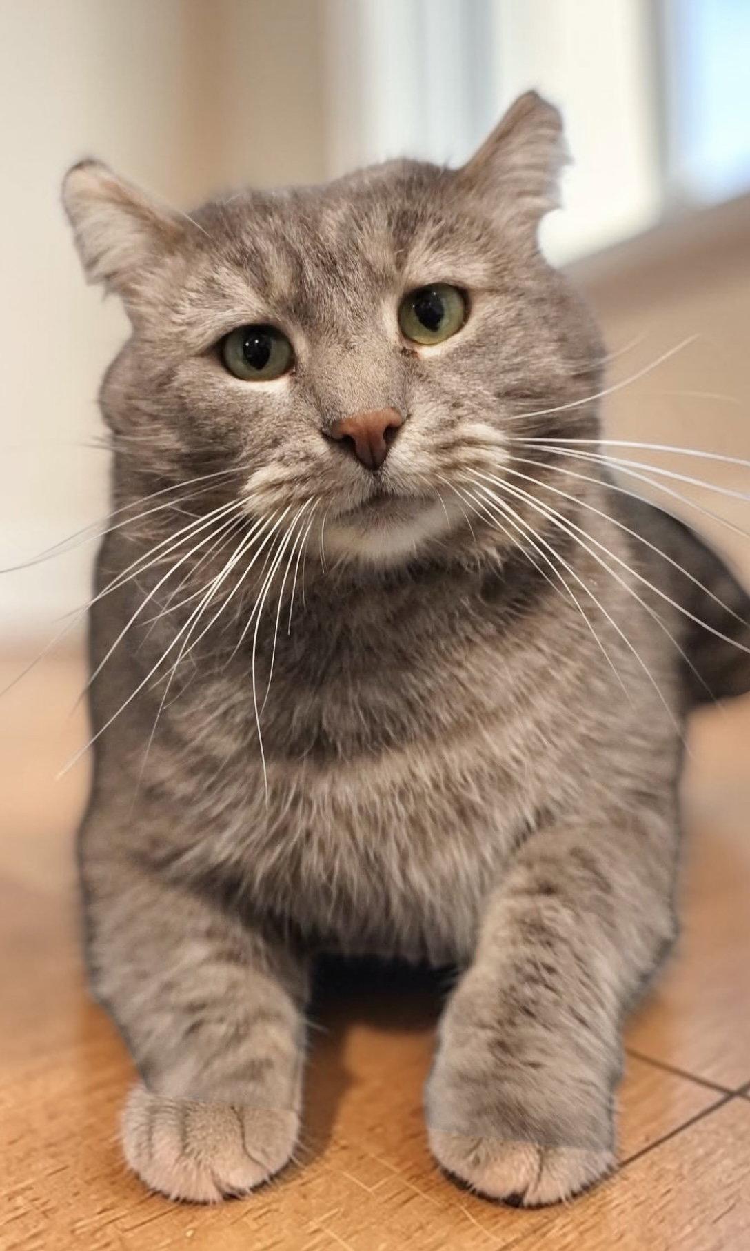 Whisper, a Adopted Domestic Short Hair in Champaign, IL image 1/3