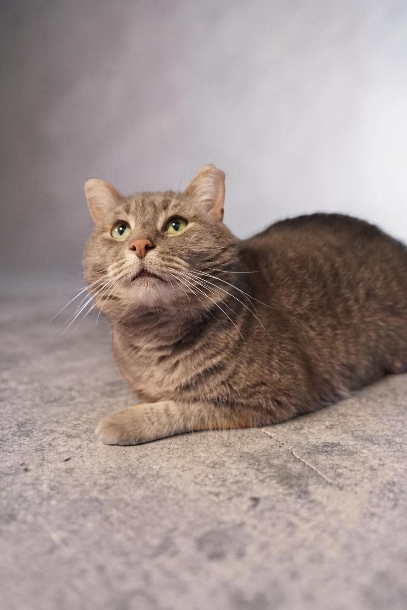 Whisper, a Adopted Domestic Short Hair in Champaign, IL image 2/3