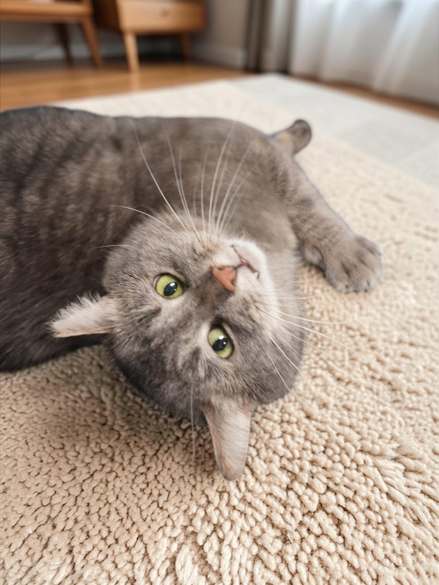 Whisper, a Adopted Domestic Short Hair in Champaign, IL image 3/3