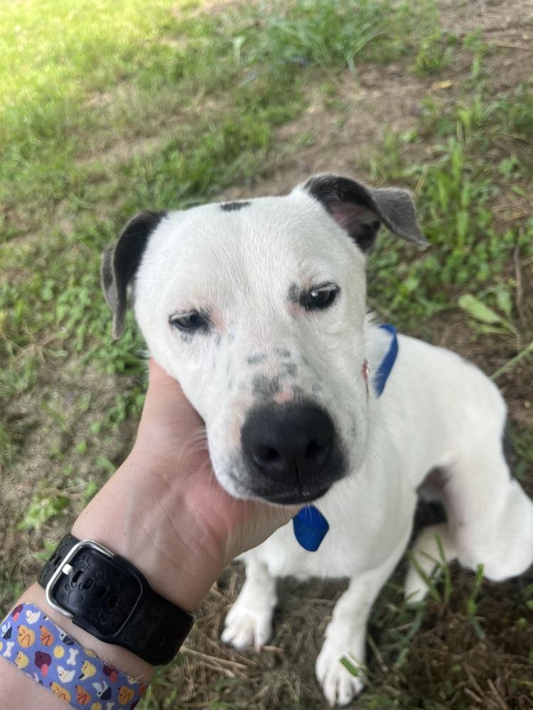 Ernie 24, Adoptable, Adult Male Terrier.