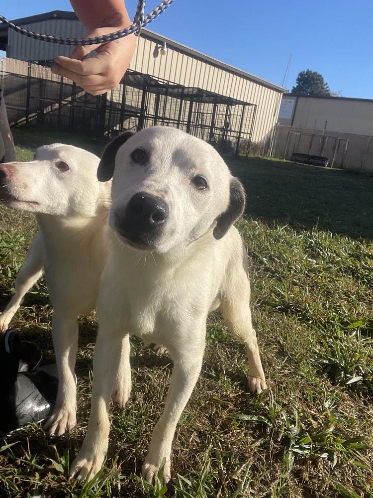 Enlarge Ernie 24, a Adoptable mixed breed in Crystal Springs, MS image 2/6