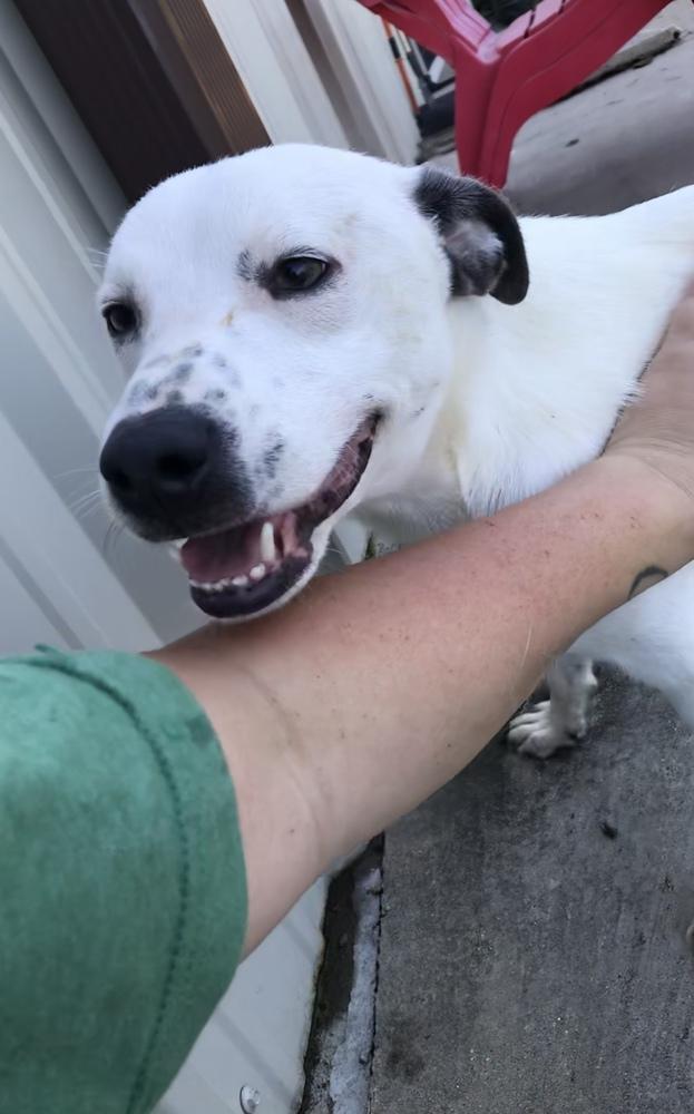 Enlarge Ernie 24, a Adoptable mixed breed in Crystal Springs, MS image 3/6