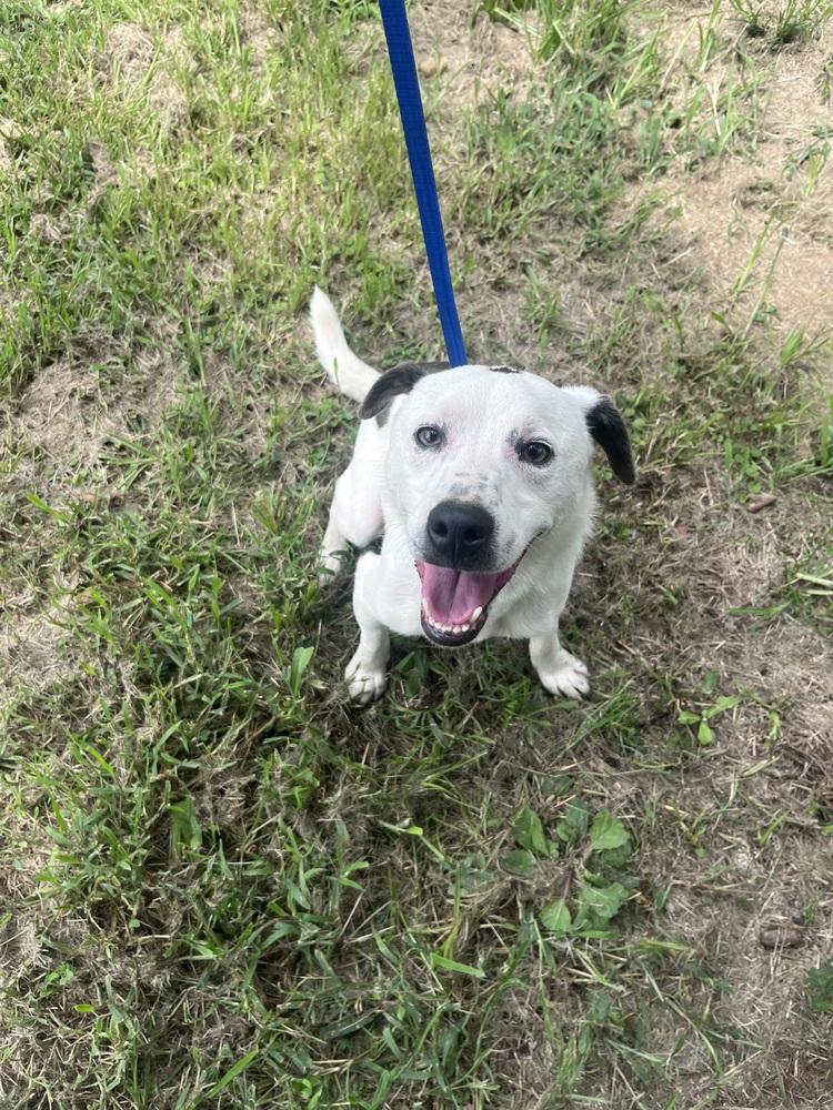 Enlarge Ernie 24, a Adoptable mixed breed in Crystal Springs, MS image 4/6