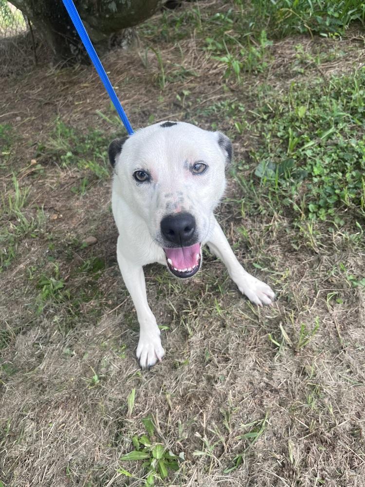 Enlarge Ernie 24, a Adoptable mixed breed in Crystal Springs, MS image 5/6