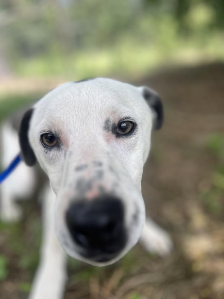 Enlarge Ernie 24, a Adoptable mixed breed in Crystal Springs, MS image 6/6