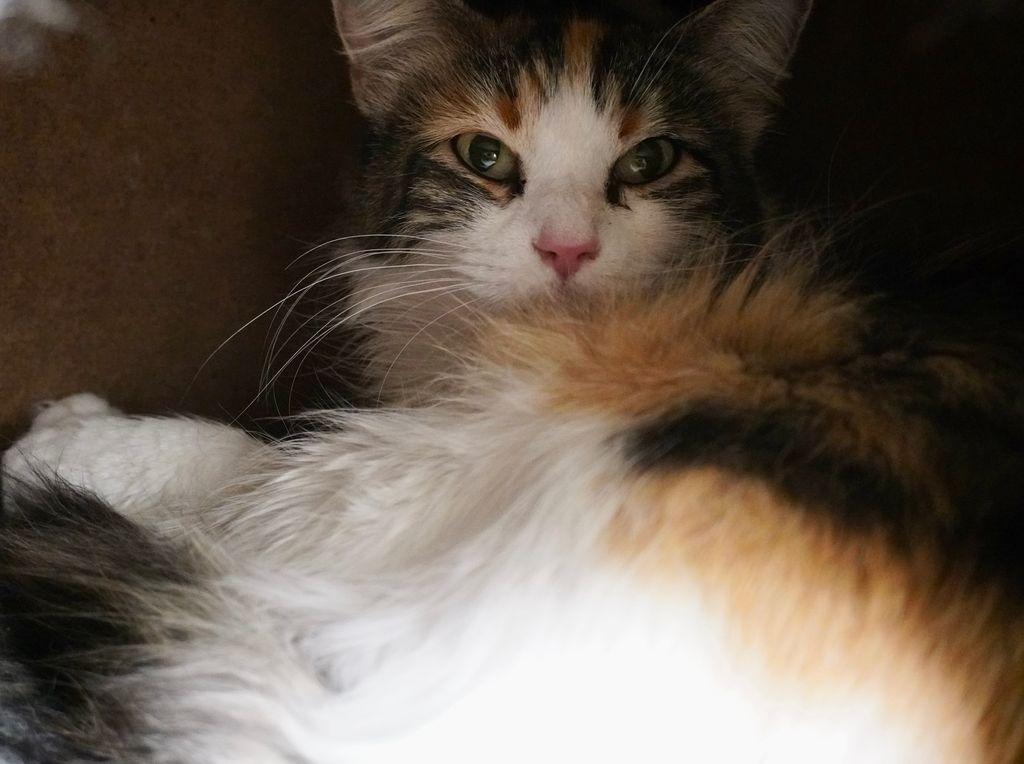 Goldendoodle, Adoptable, Young Female Domestic Long Hair.